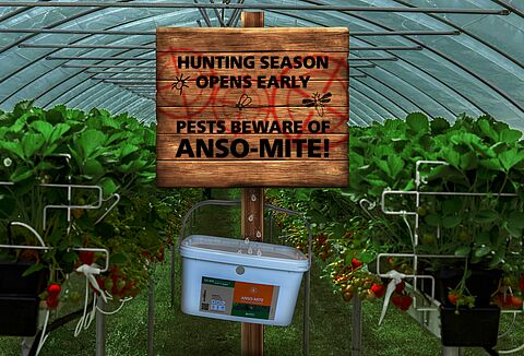 Hunting season starts early with Anso-Mite