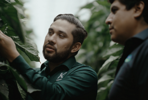 La Hacienda Fresh increases crop profitability thanks to biological control