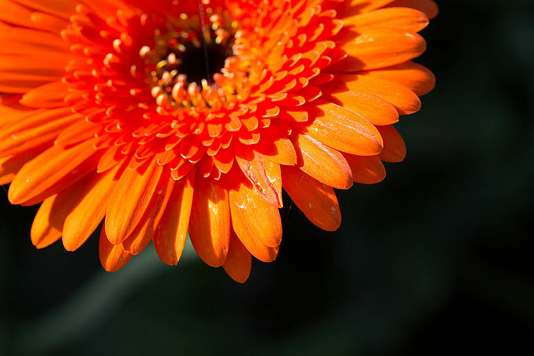 Western Flower Thrips Frankliniella occidentalis damage on a gerbera flower