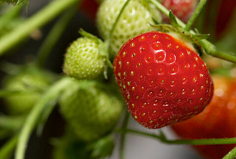 Thrip control in Strawberry with Orius laevagatus