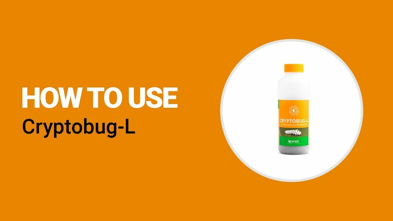 How to use Cryptobug-L from Koppert