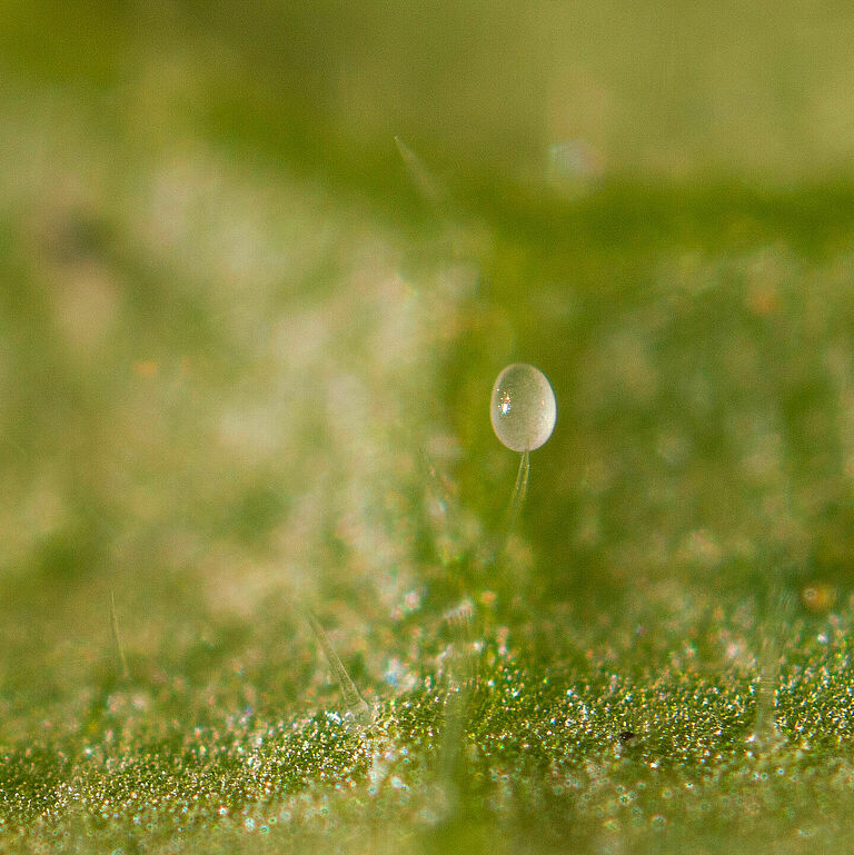 Macrolophus pygmaeus Egg