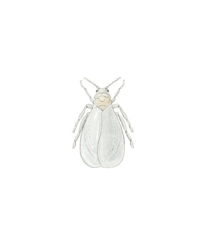 Greenhouse whitefly Trialeurodes vaporariorum adult