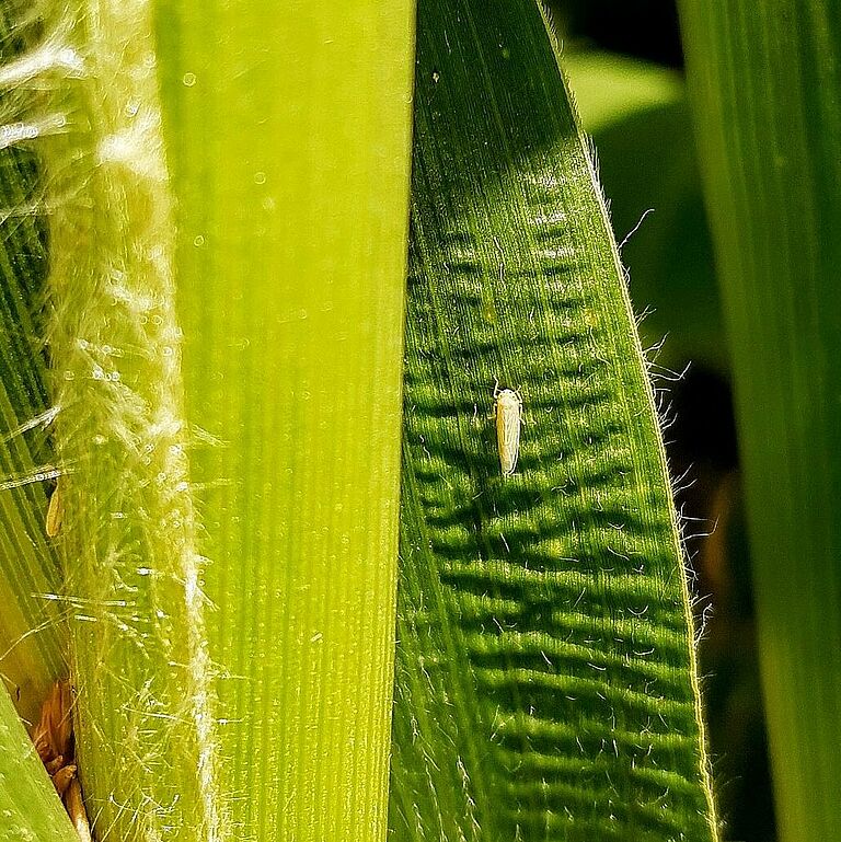 Maize leafhopper Dalbulis maidis