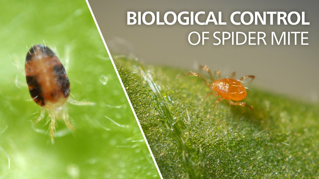 Biological control of spider mite - Phytoseiulus persimilis Biological control of spider mite - Phytoseiulus persimilis