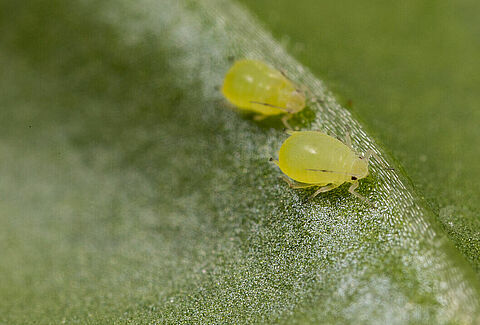 Buckthorn-potato aphid