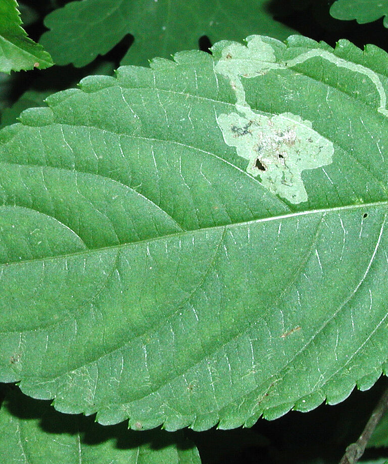 Damage caused by Serpentine leafminer Liriomyza huidobrensis