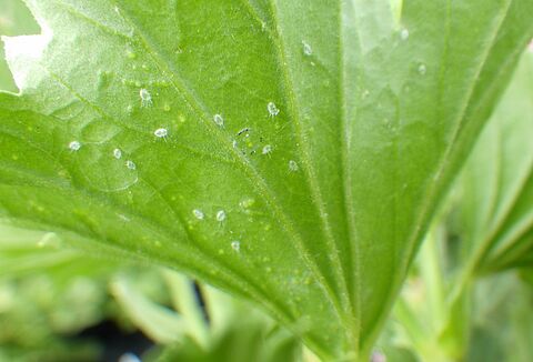 Mycotal in Salad Crops