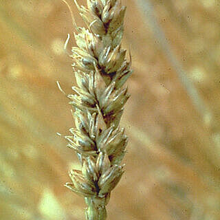 Wheat bunt Tilletia tritici