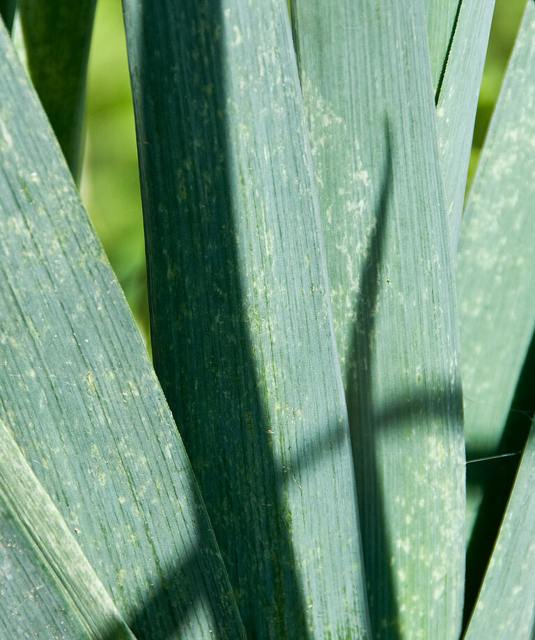 Leek damage caused by the Onion thrips Thrips tabaci