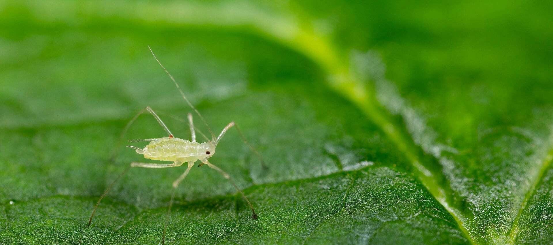 Aphids In Raspberry Large raspberry aphid - Biocontrol, Damage and Life Cycle
