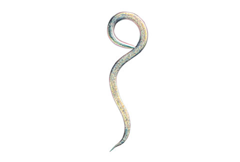 Beneficial nematodes