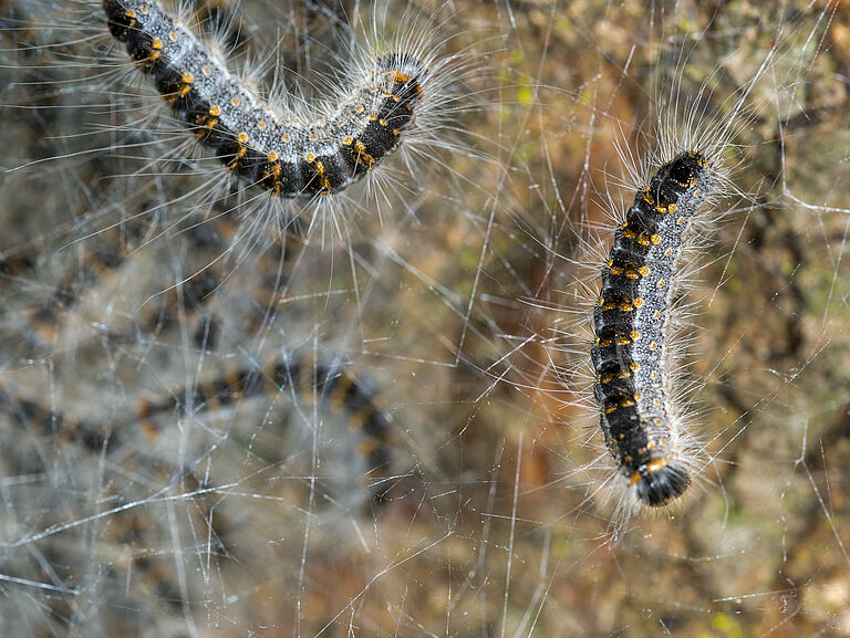 Oak Processionary Moth Thaumetopoea processionea Brochure