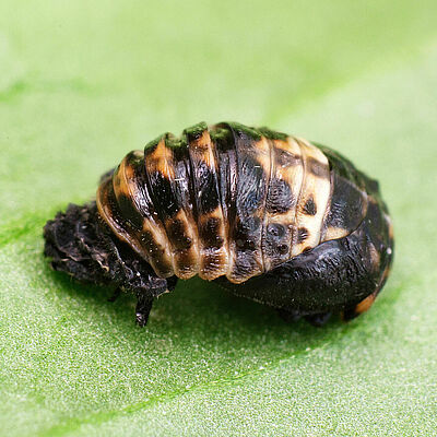 Adalia bipunctata pupal stage