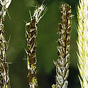 Loose Wheat Smut Ustilago nuda tritici