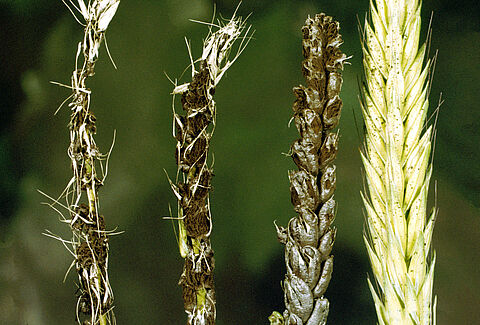 Loose smut of wheat