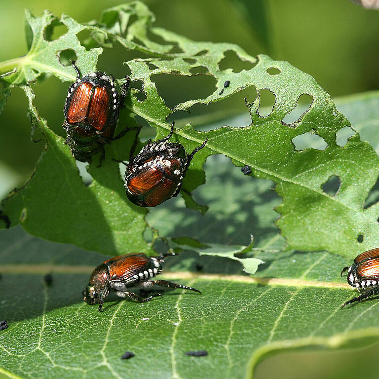 Japanese Beetles Popillia japonica eating from leaves