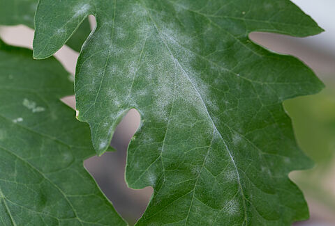 Powdery mildew