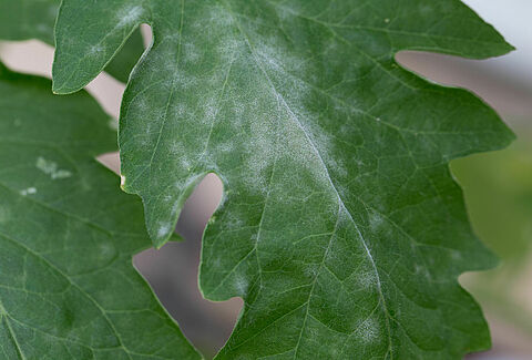 Powdery mildew
