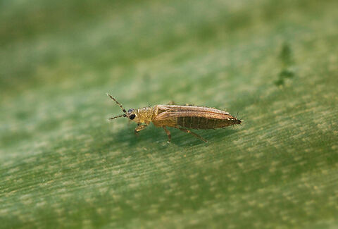 Onion thrips