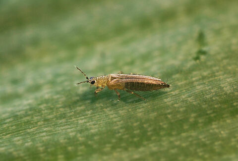 Onion thrips