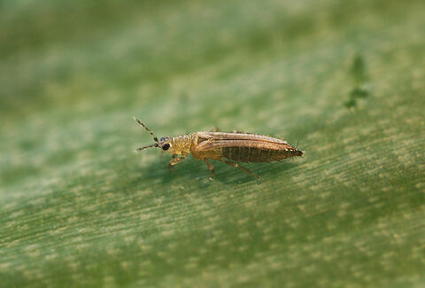 Onion thrips
