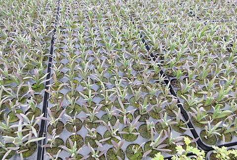 Plugging the plant propagation gap with Trianum