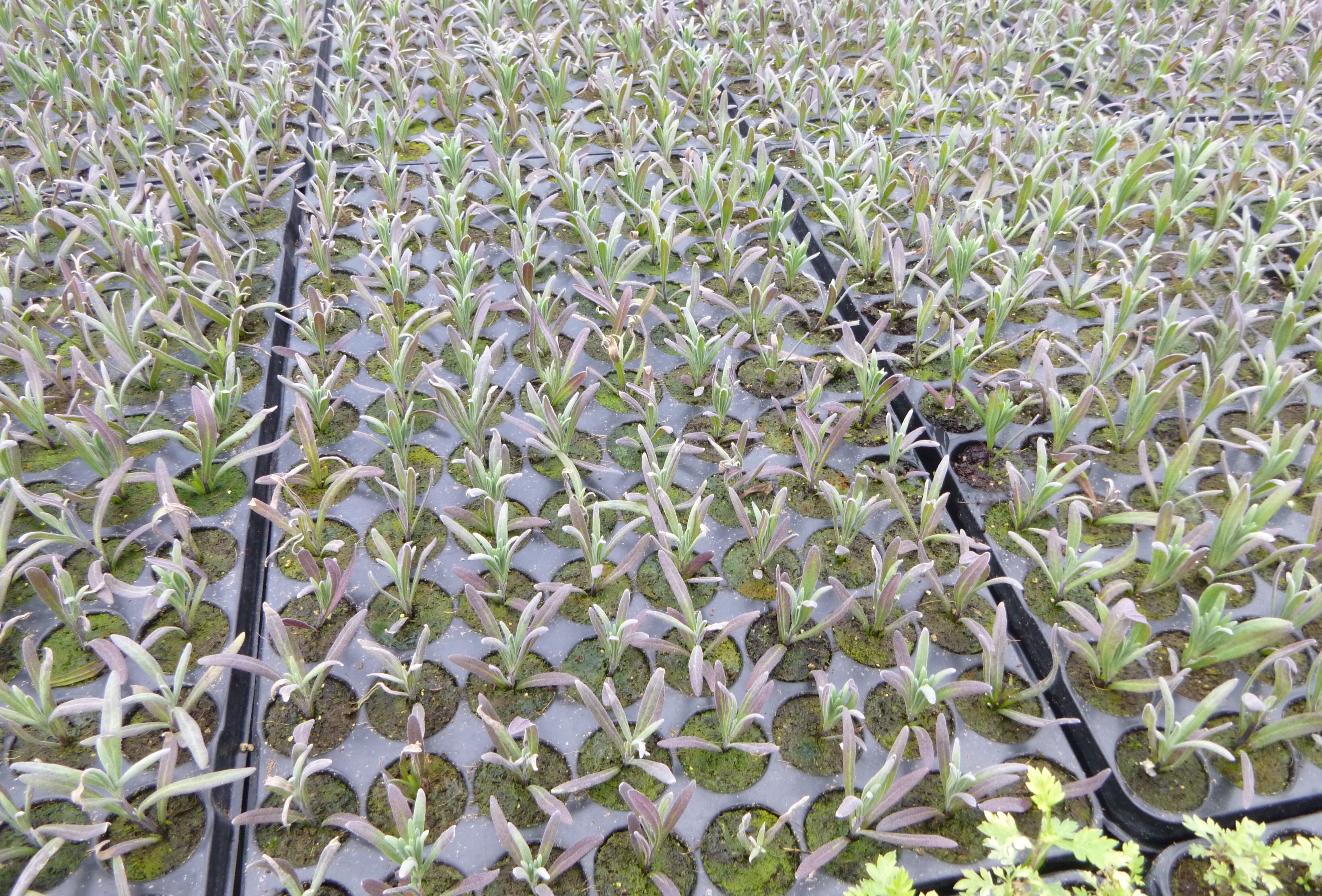 Plugging the plant propagation gap with Trianum