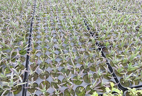 Plugging the plant propagation gap with Trianum