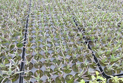 Plugging the plant propagation gap with Trianum