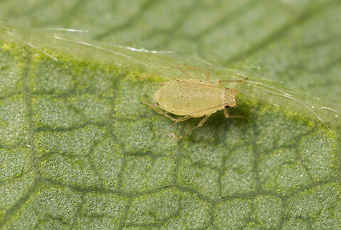 Strawberry aphid