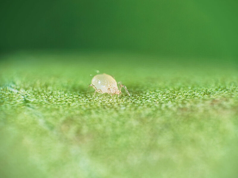 Amblyseius_andersoni_Koppert_Biological_Systems-2.jpg