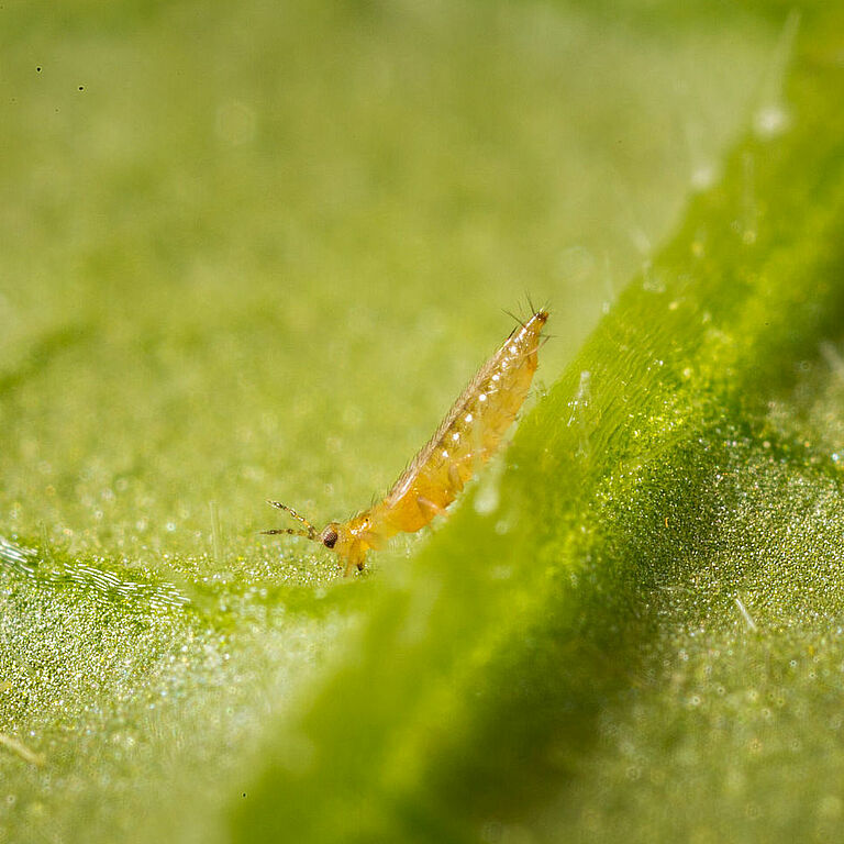 Western Flower Thrips Frankliniella occidentalis on a leaf