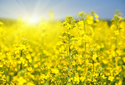 Rapeseed
