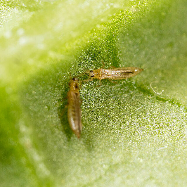 Western Flower Thrips Frankliniella occidentalis on a leaf