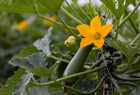 Zucchini
