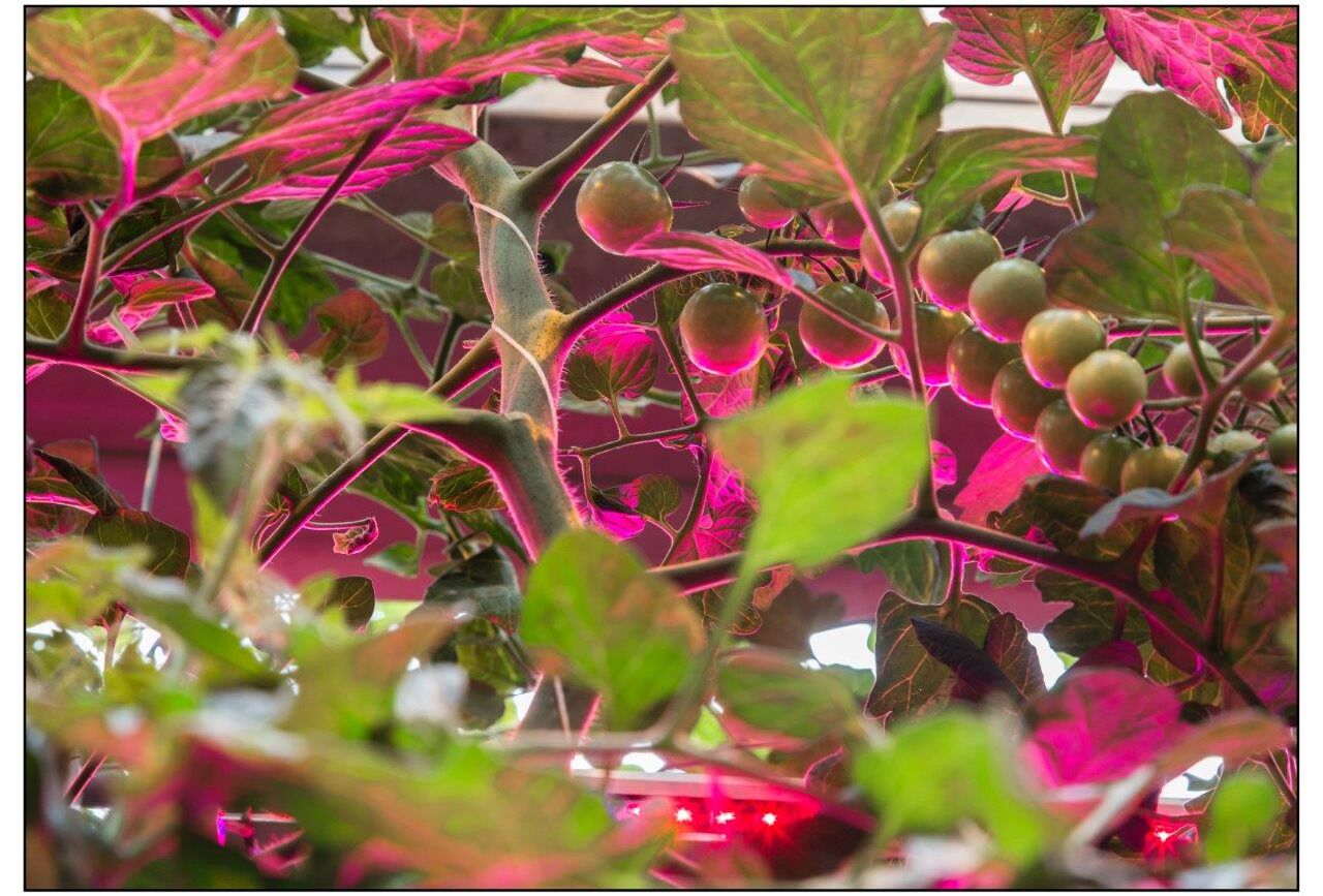 Pollination under artificial lights