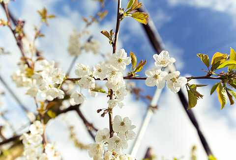 A good fruit set is the start of a good production!