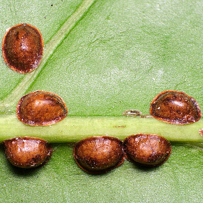 Hemispherical scale Saissetia coffeae