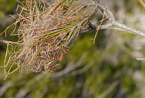 Pine processionary moth
