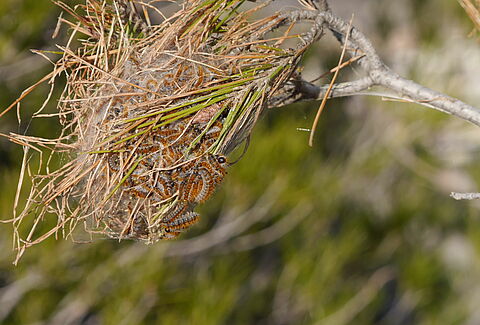 Pine processionary moth