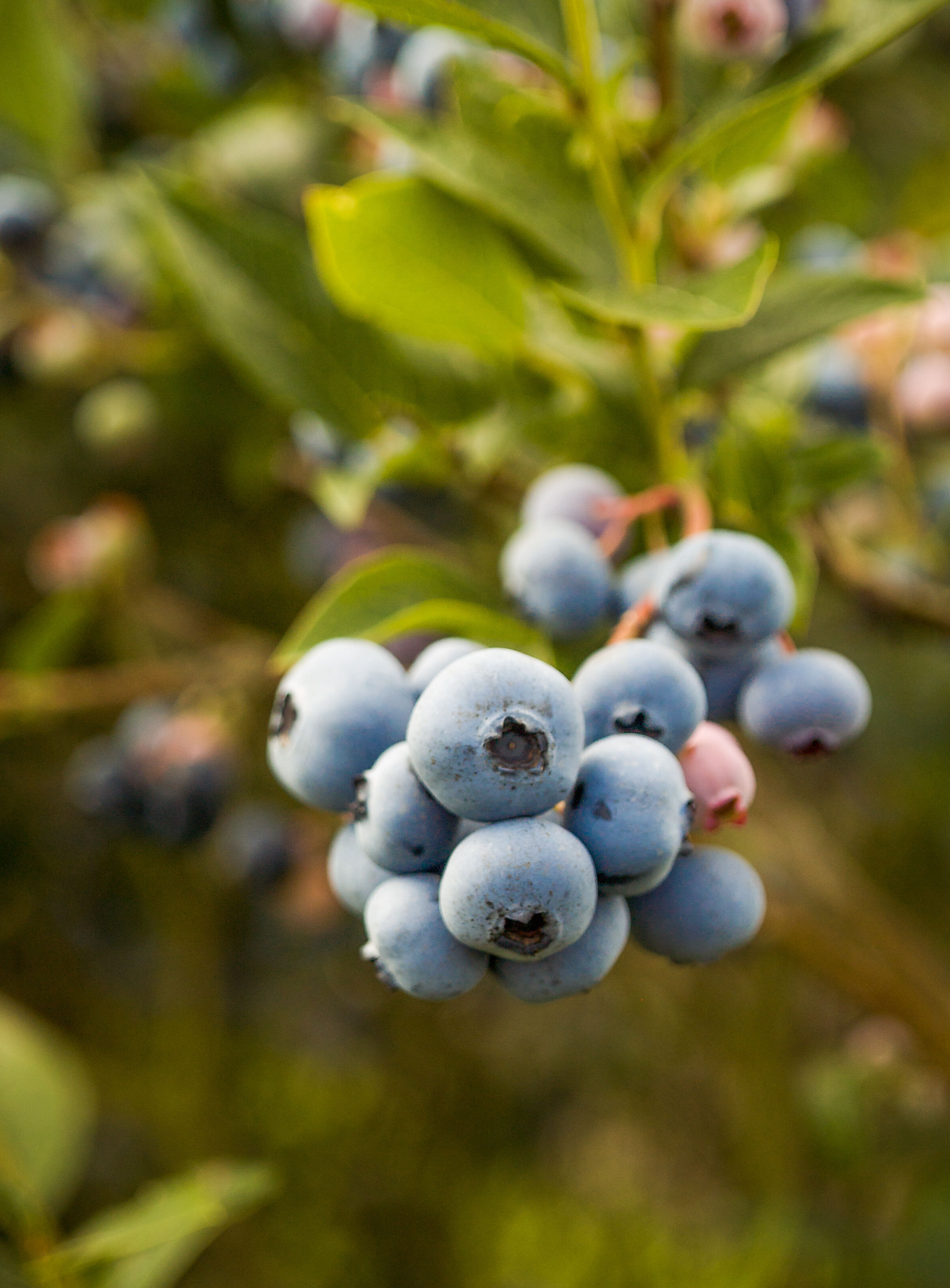 Blueberry Pests, Diseases, Biological control and Pollination