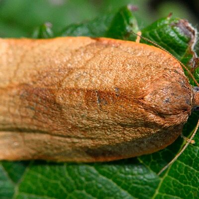 Cacoecimorpha pronubana - Carnation tortrix