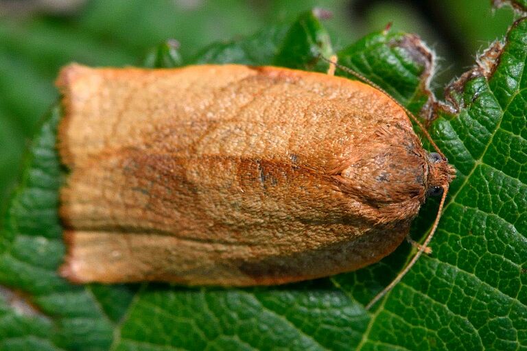 Cacoecimorpha pronubana - Carnation tortrix