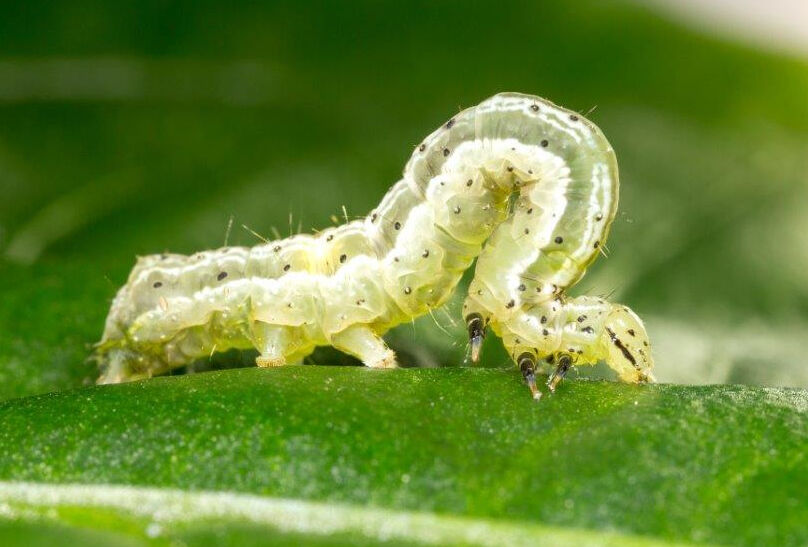 Caterpillar control in greenhouse crops