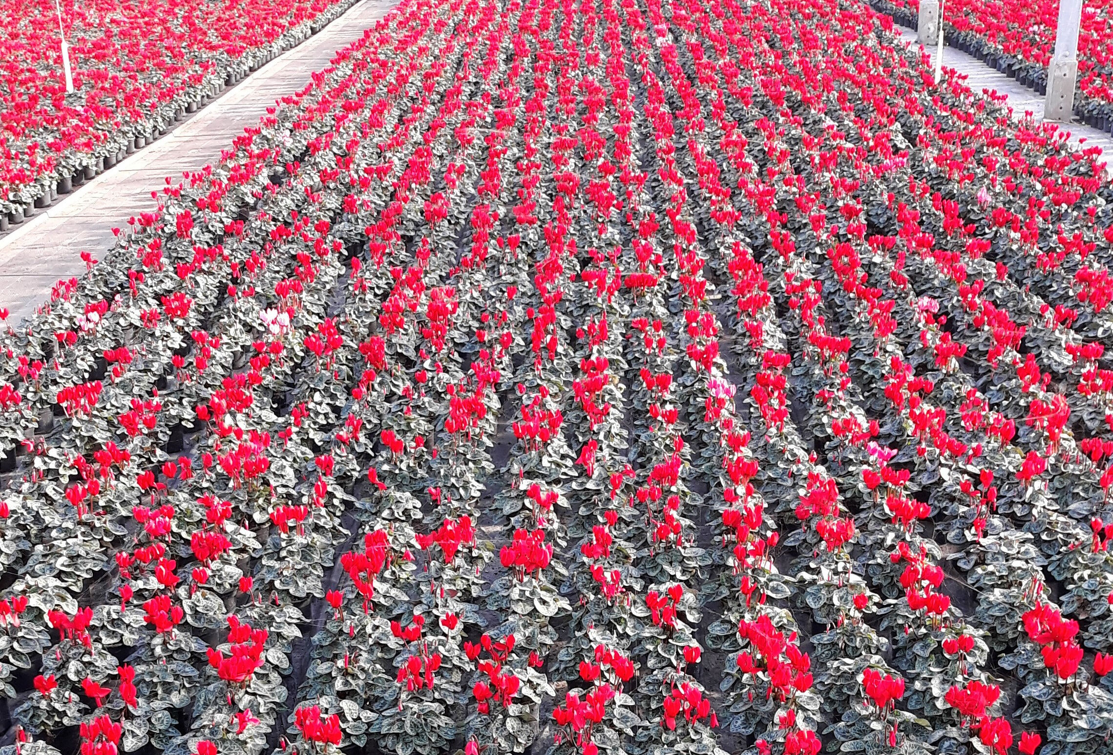 Cyclamen main pest pressures