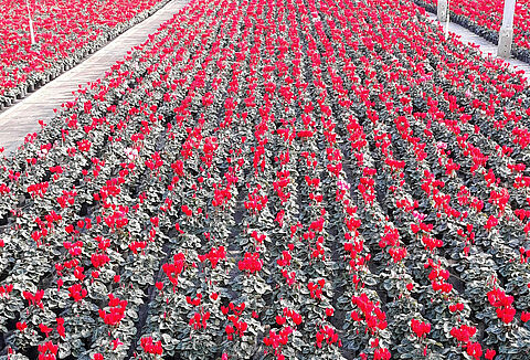 Cyclamen main pest pressures