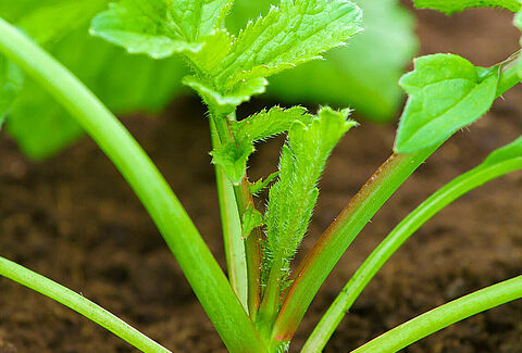 Radish