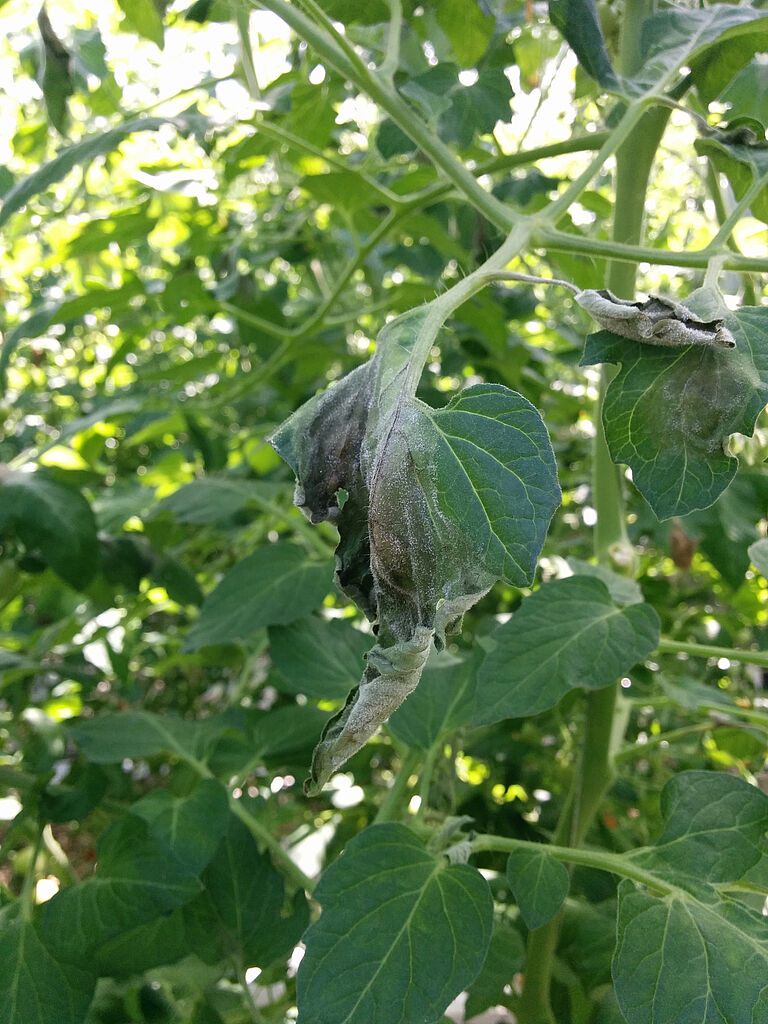 Tomato damage caused by Phytophtora blight Phytophtora infestans