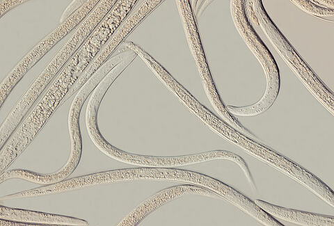 Heterorhabditis bacteriophora